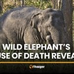 Wild elephant’s cause of death revealed, public demands justice | Thaiger