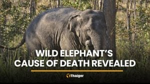 Wild elephant’s cause of death revealed, public demands justice | Thaiger