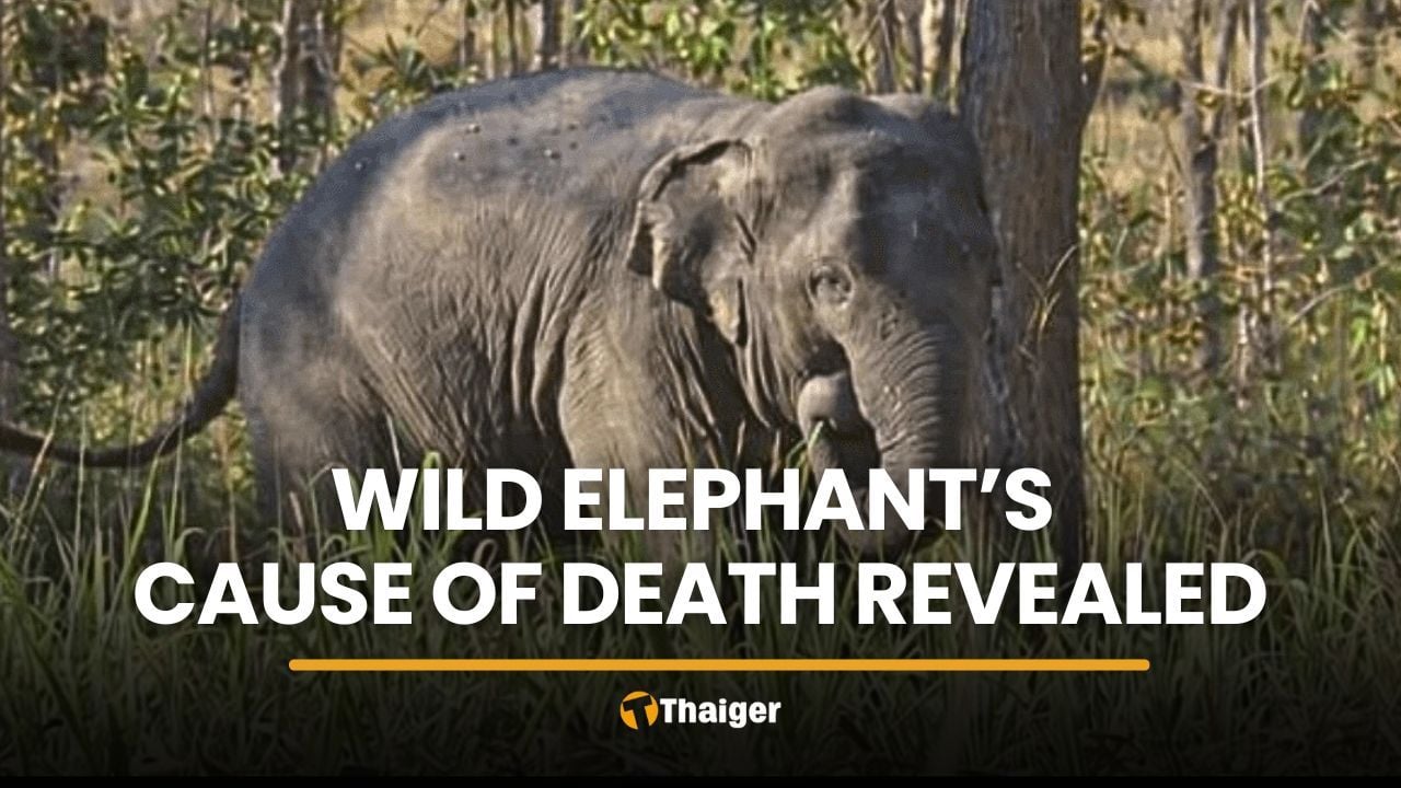 Wild elephant’s cause of death revealed, public demands justice | Thaiger