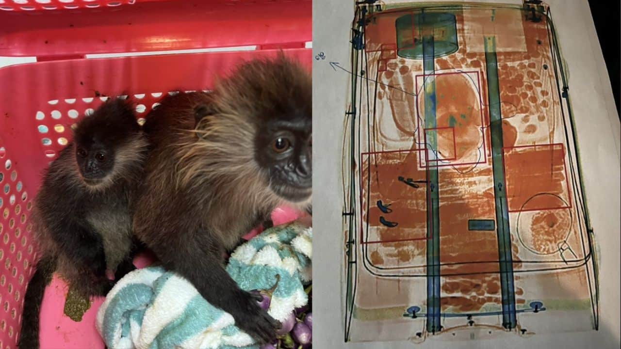 Wildlife officials inspect luggage during a smuggling bust at Suvarnabhumi Airport