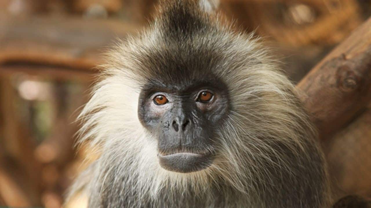 Indochinese grey langur perched in a tree