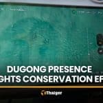 Rare dugongs observed in Trang marine habitat survey | Thaiger