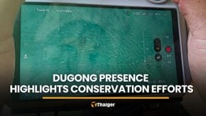 Rare dugongs observed in Trang marine habitat survey | Thaiger