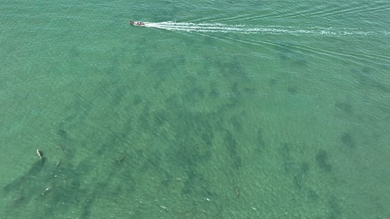 Dugongs swimming near Libong Island captured by drone during marine survey in Trang
