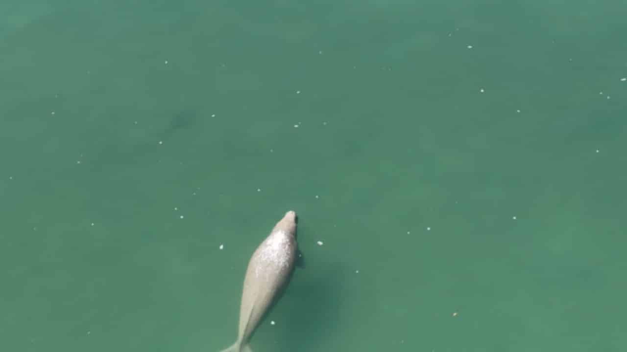 Dugongs swimming near Libong Island captured by drone during marine survey in Trang