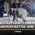 Wild elephants alarm locals and campers in Nakhon Nayok and Tak | Thaiger