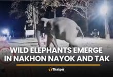 Wild elephants alarm locals and campers in Nakhon Nayok and Tak | Thaiger