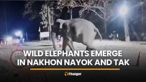Wild elephants alarm locals and campers in Nakhon Nayok and Tak | Thaiger