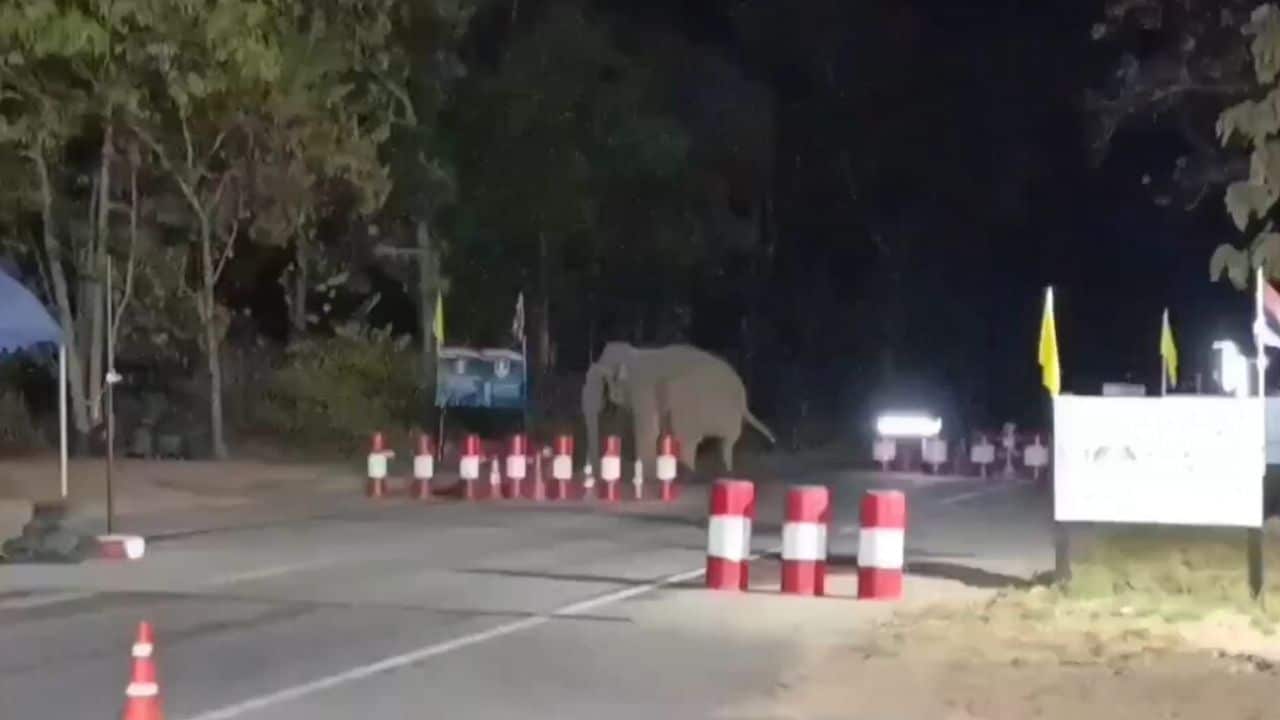 Wild elephant spotted in fruit orchard near campsite in Nakhon Nayok