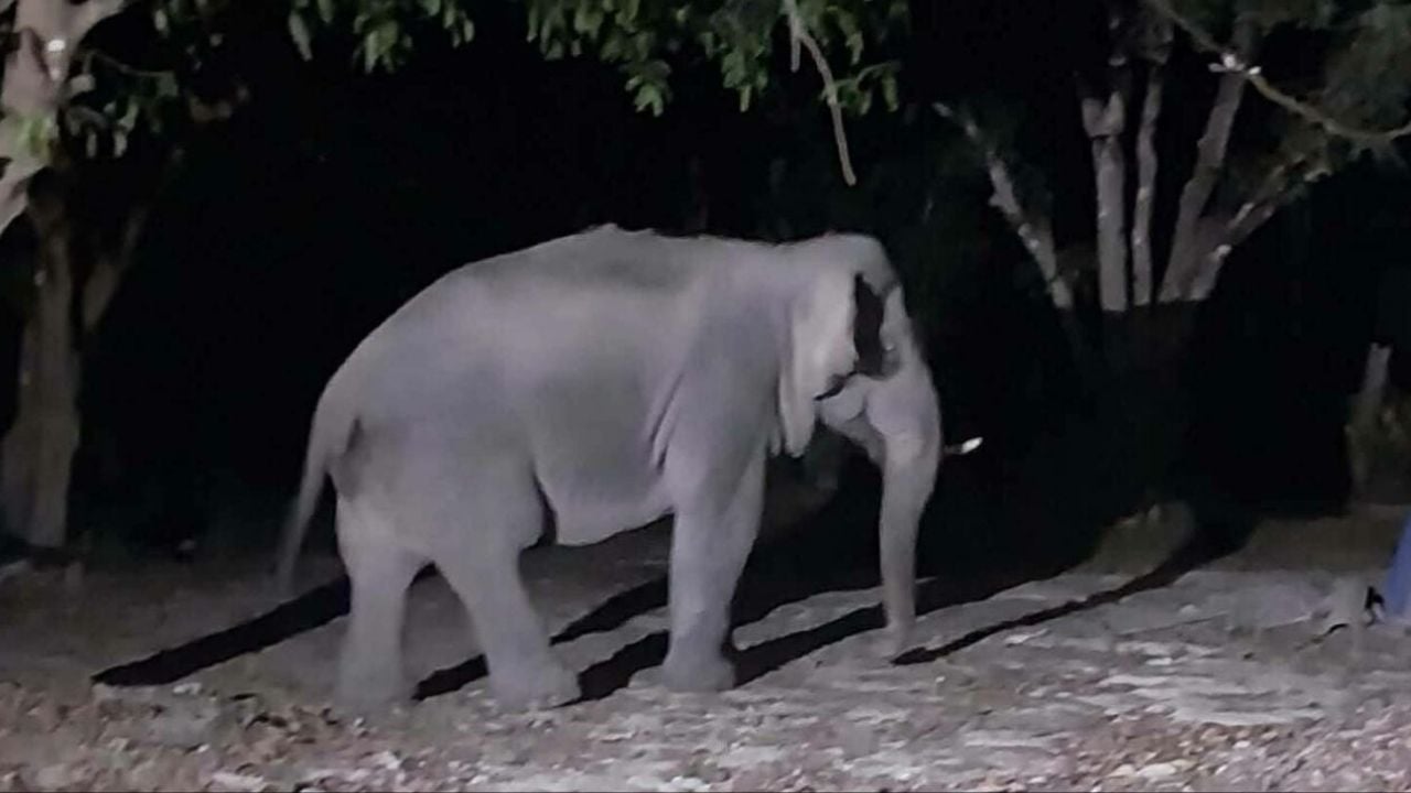 Wild elephant spotted in fruit orchard near campsite in Nakhon Nayok