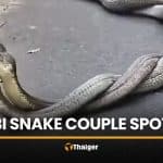King cobras mate roadside in Krabi ahead of Valentine’s Day | Thaiger