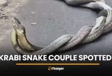 King cobras mate roadside in Krabi ahead of Valentine’s Day | Thaiger