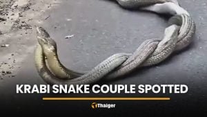 King cobras mate roadside in Krabi ahead of Valentine’s Day | Thaiger