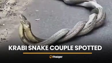 King cobras mate roadside in Krabi ahead of Valentine’s Day | Thaiger
