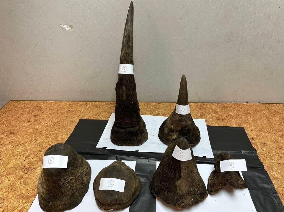 Rhino horn smuggling suspect arrested at Suvarnabhumi Airport
