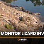 Monitor lizard invasion in Korat sees 200 to 300 reptiles gather | Thaiger