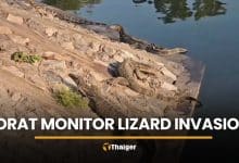 Monitor lizard invasion in Korat sees 200 to 300 reptiles gather | Thaiger