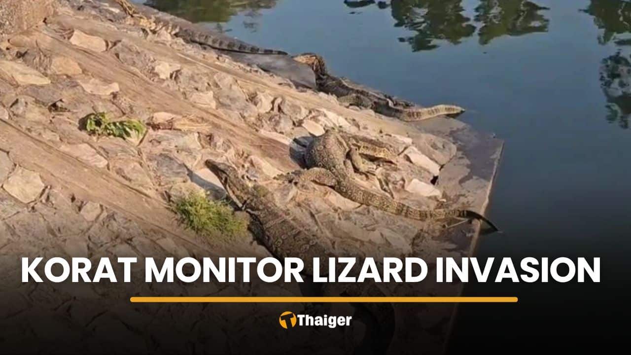 Monitor lizard invasion in Korat sees 200 to 300 reptiles gather | Thaiger