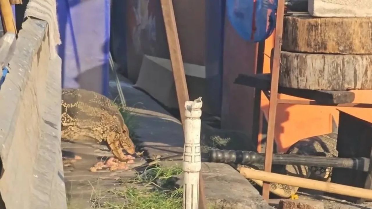 korat monitor lizard invasion