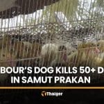 Woman reports repeat duck killings by loose dog in Samut Prakan | Thaiger