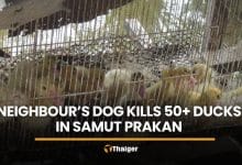 Woman reports repeat duck killings by loose dog in Samut Prakan | Thaiger