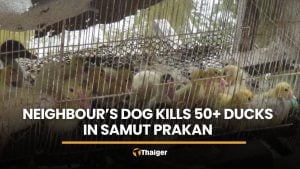 Woman reports repeat duck killings by loose dog in Samut Prakan | Thaiger