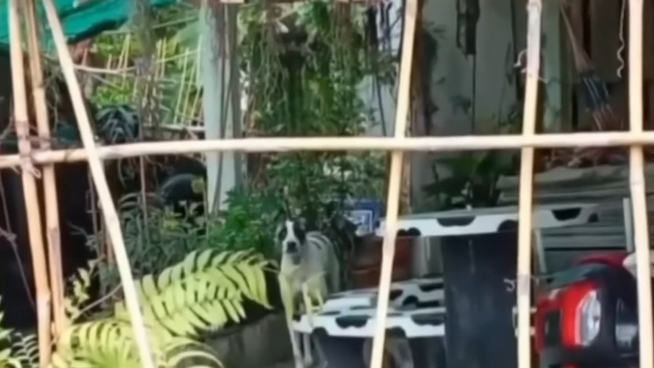 Woman reports repeat duck killings by loose dog in Samut Prakan