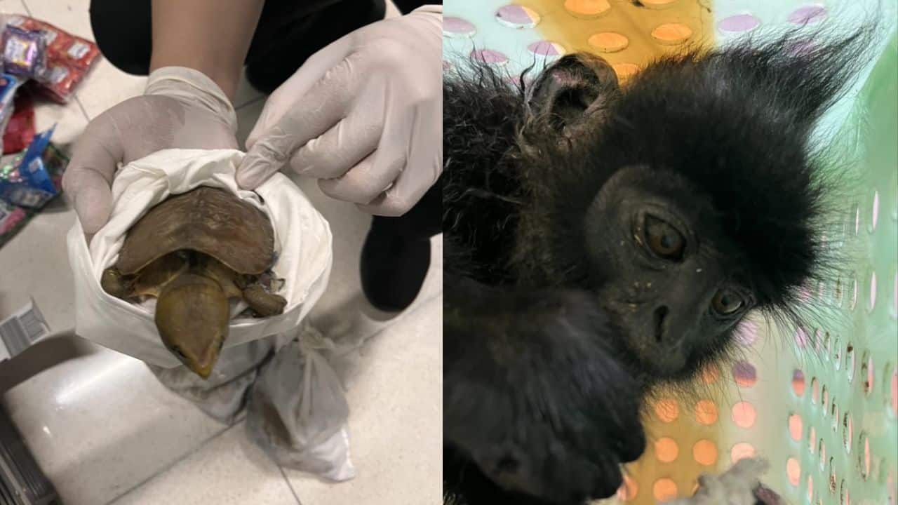 INDIAN NATIONAL ARRESTED FOR ATTEMPTED ANIMAL SMUGGLING