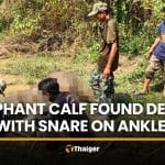 Elephant calf found dead with rope snare on ankle in Chachoengsao | Thaiger