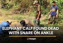 Elephant calf found dead with rope snare on ankle in Chachoengsao | Thaiger
