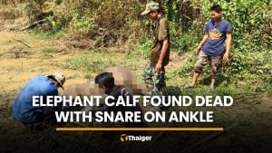 Elephant calf found dead with rope snare on ankle in Chachoengsao | Thaiger