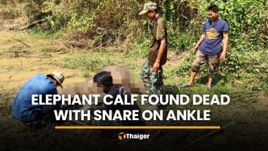 Elephant calf found dead with rope snare on ankle in Chachoengsao | Thaiger