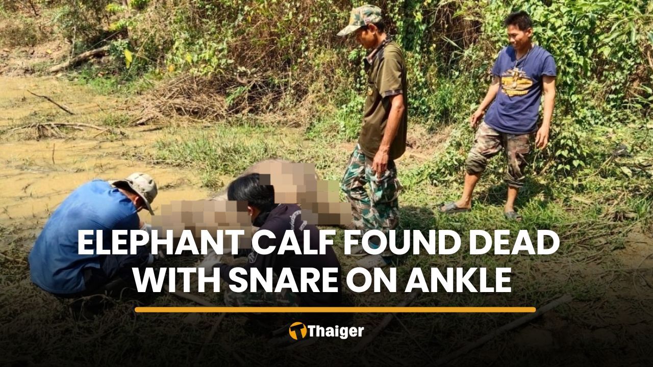 Elephant calf found dead with rope snare on ankle in Chachoengsao | Thaiger