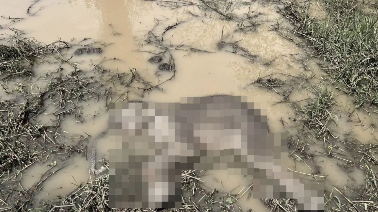 elephant calf found dead with snare on ankle