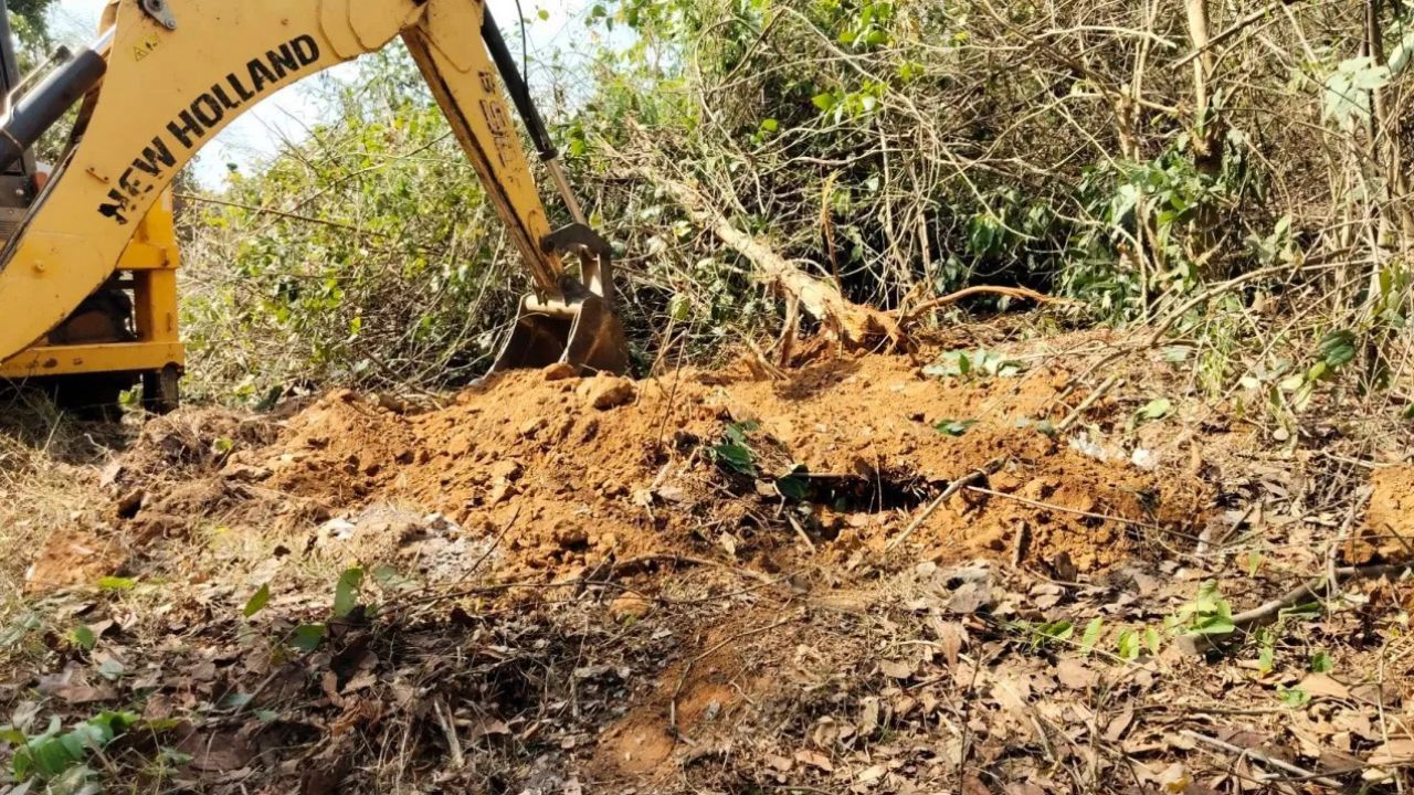 elephant calf found dead with snare on ankle