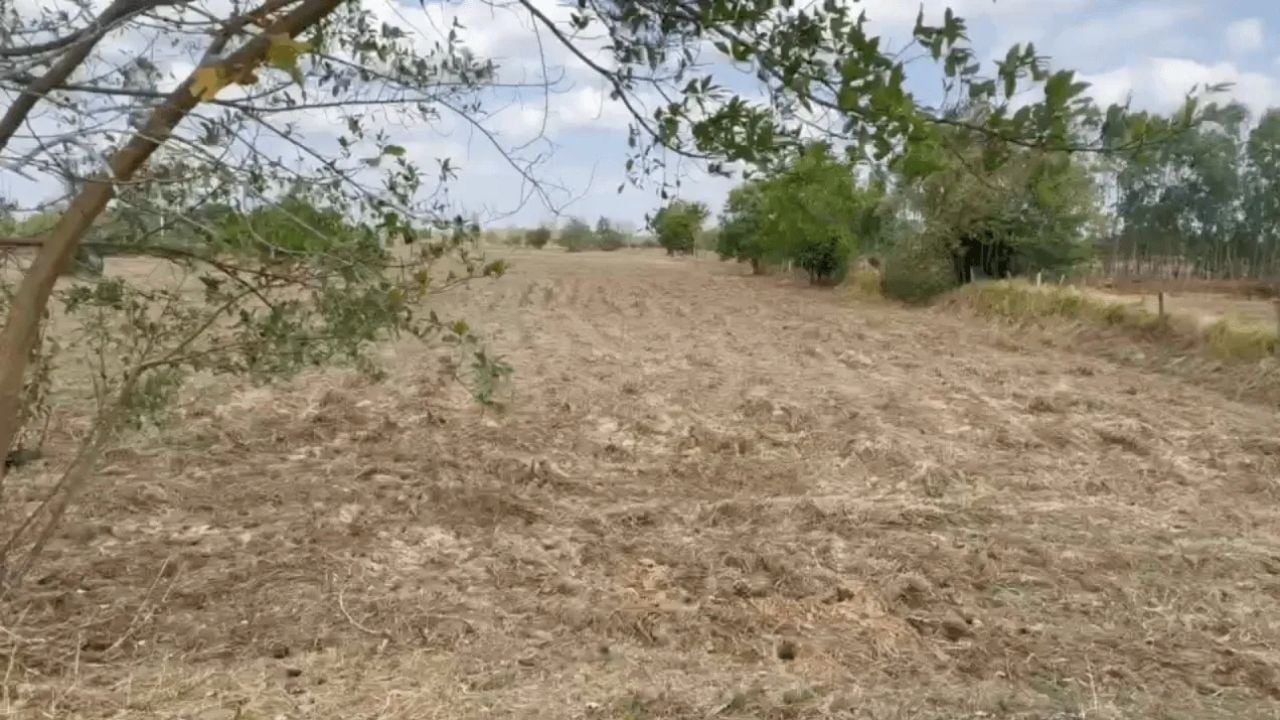 Elderly woman sexually assaulted in Maha Sarakham rice field