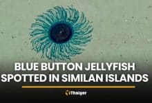 Similan Islands warns tourists after Blue Button jellyfish spotted | Thaiger