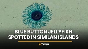 Similan Islands warns tourists after Blue Button jellyfish spotted | Thaiger