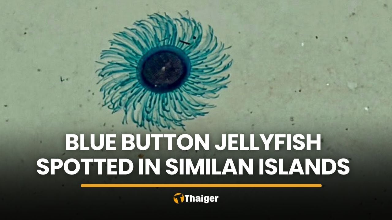 Similan Islands warns tourists after Blue Button jellyfish spotted | Thaiger