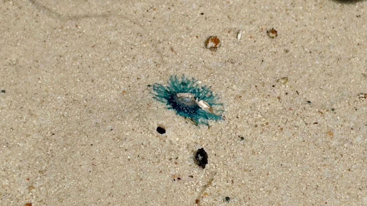 Similan Islands warns tourists after Blue Button jellyfish spotted