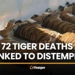 Ministry links 72 Chiang Mai tiger deaths to distemper, not bird flu | Thaiger