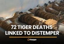 Ministry links 72 Chiang Mai tiger deaths to distemper, not bird flu | Thaiger