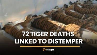Ministry links 72 Chiang Mai tiger deaths to distemper, not bird flu | Thaiger