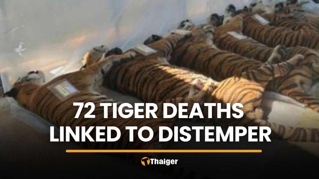 Ministry links 72 Chiang Mai tiger deaths to distemper, not bird flu | Thaiger