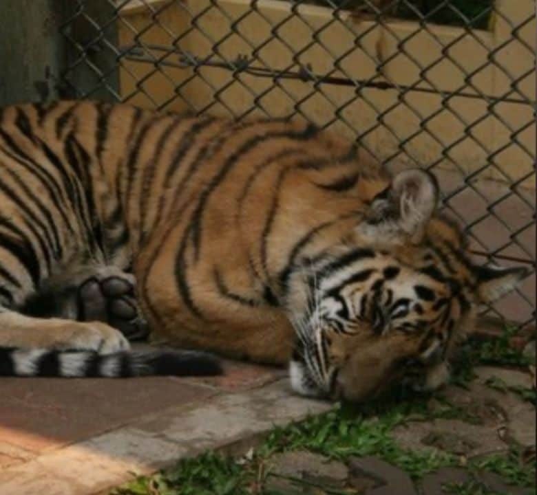 Ministry links 72 Chiang Mai tiger deaths to distemper, not bird flu