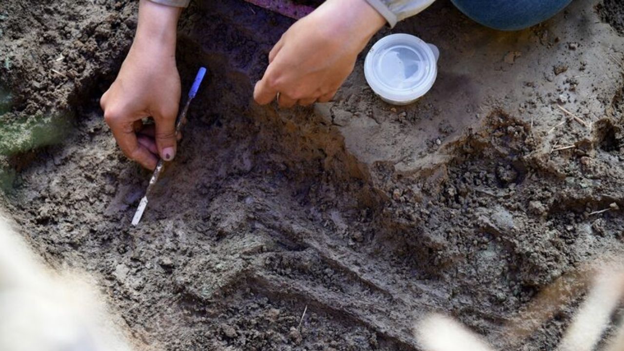 Ancient skeletons found near bronze drums site in Phetchaburi