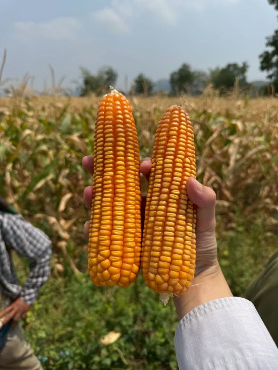 Thailand is walking into a carbon trap and nobody’s talking about it | News by Thaiger