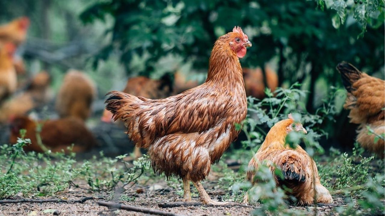 Close-up of Wenchang chicken, the preferred choice for authentic Singapore chicken rice.