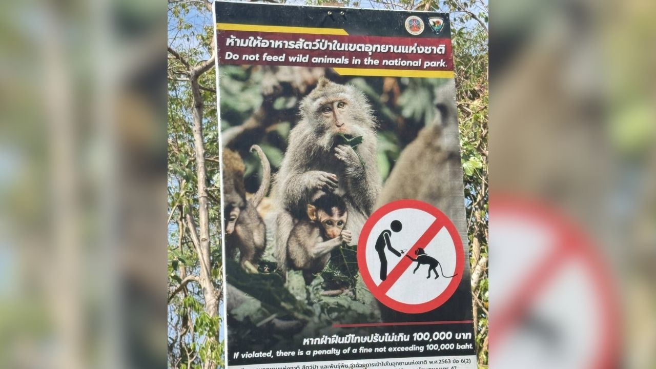 Monkey blamed for stealing motorcycle key