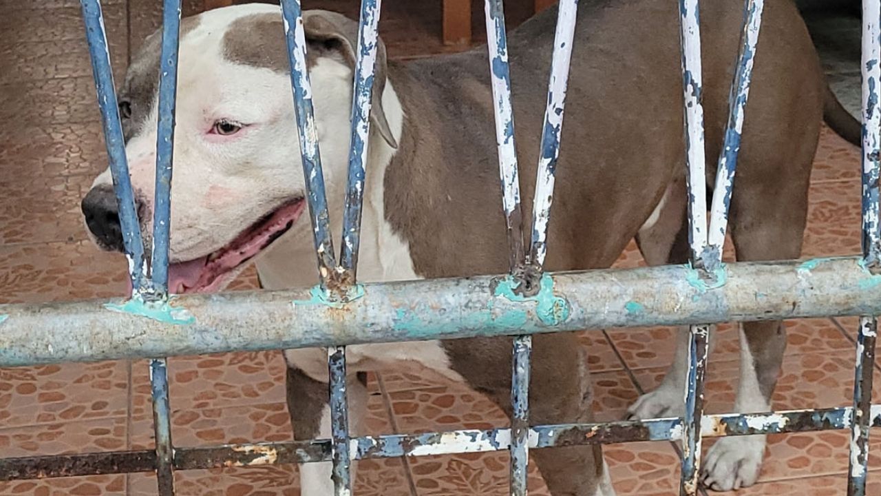 pit bull locked up after attacking old woman